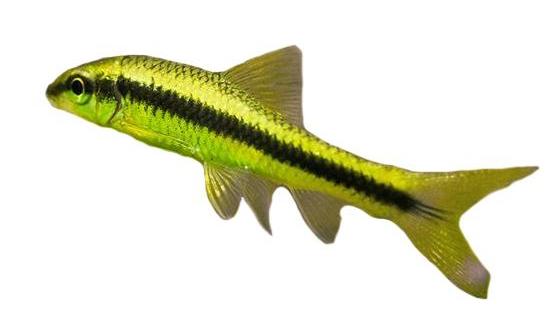 Сиамский водорослеед GloFish